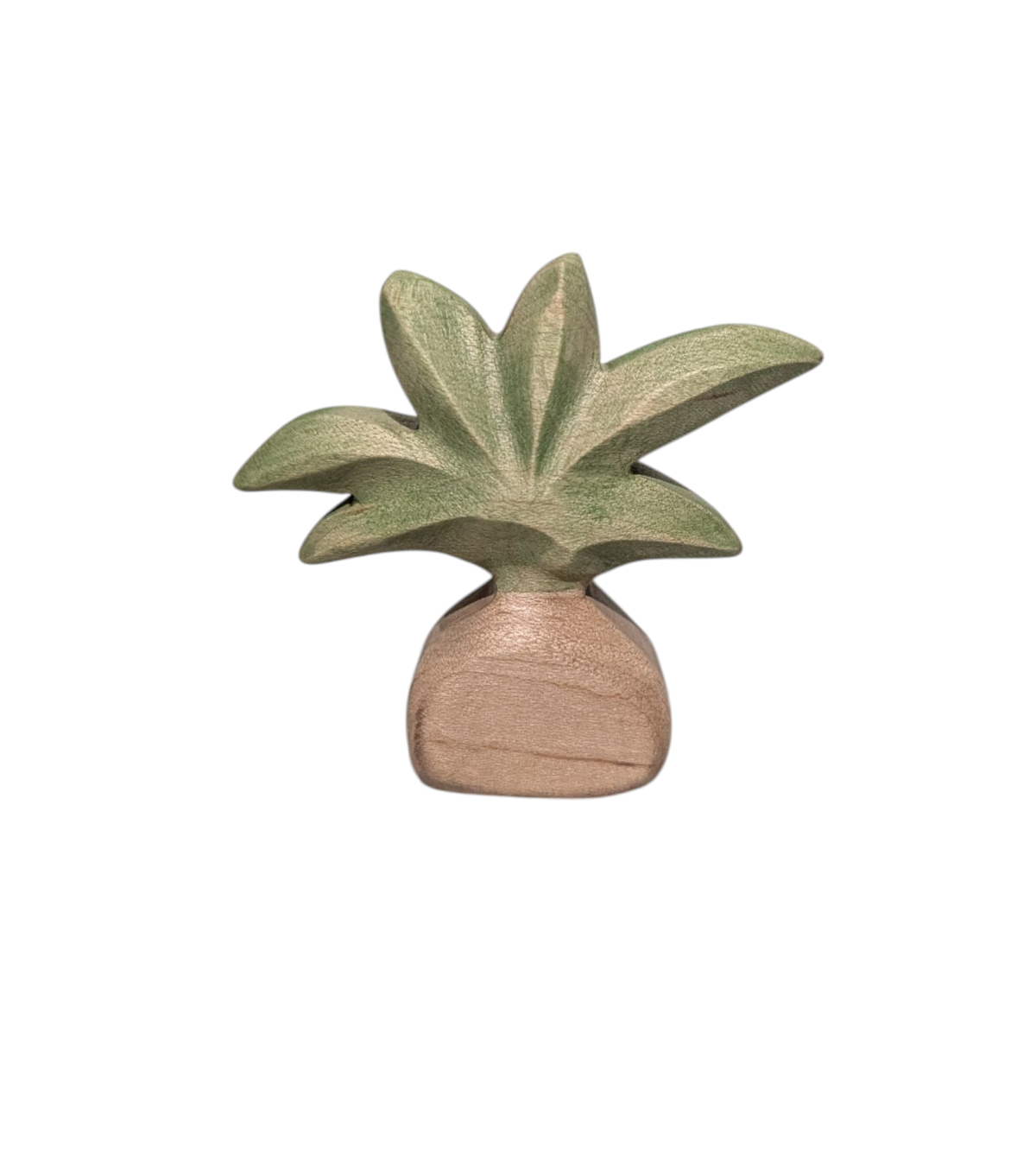 Short Cycad